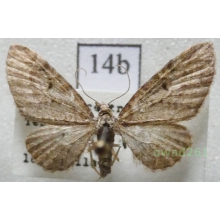 Eupithecia virgaureata Doubleday, 1861 Czech14b